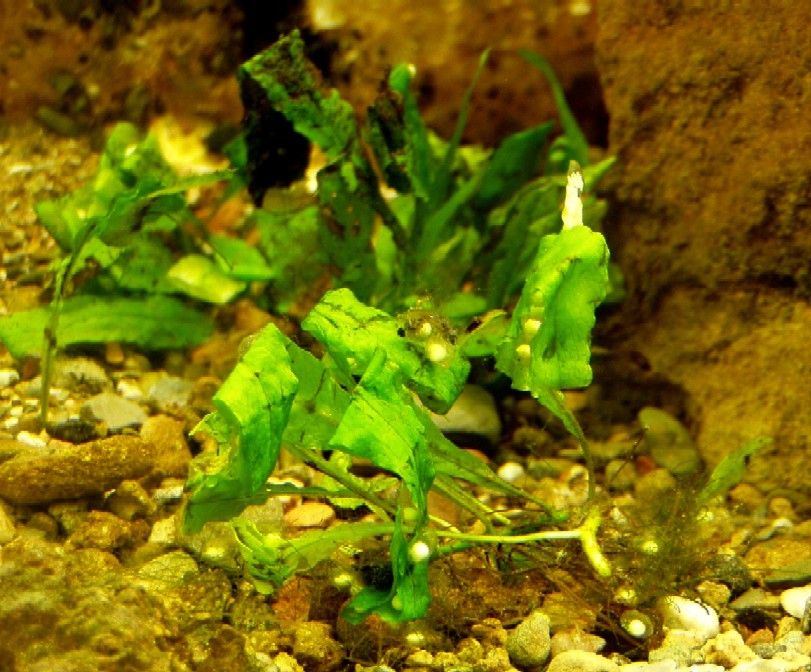 uova tritone